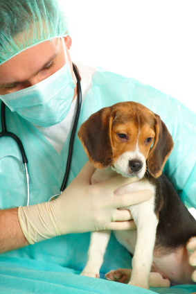 surgery pet puppy veterinarian beagle doctor vet hills pre laguna animal preparing veterinary programs professional park dog need faq anatole
