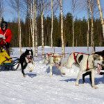 A musher and his dogs racing