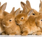 Scaredgroup of bunnies in front of a white background