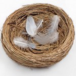 emptynest